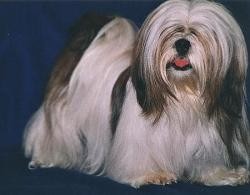 Lhasa Apso